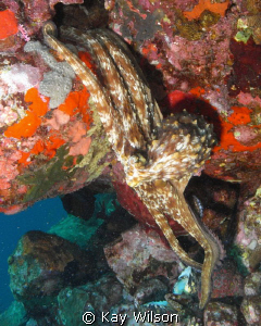 Octopus reaching for a whelk
Mystery Reef, St. Vincent by Kay Wilson 